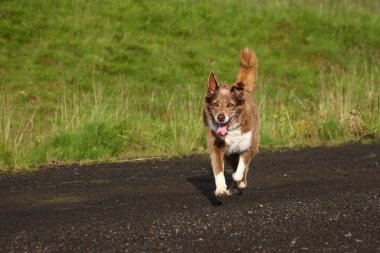 Vahşi doğada sevimli bir evcil köpek. 