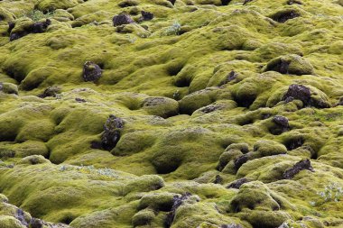 İzlanda 'daki Eldhraun lav tarlasının gündüz görüntüsü 