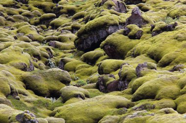 İzlanda 'daki Eldhraun lav tarlasının gündüz görüntüsü 