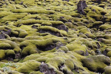 İzlanda 'daki Eldhraun lav tarlasının gündüz görüntüsü 