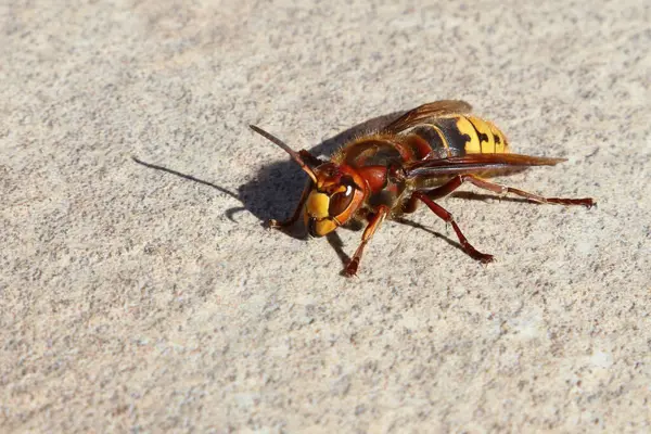 Big Hornet Stone Murder Hornet Dangerous Insect — Stock Photo, Image