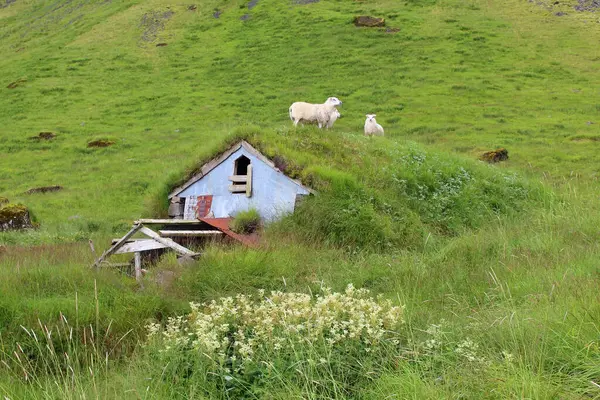 Традиционный Исландский Дом Крышей Травы Исландии — стоковое фото