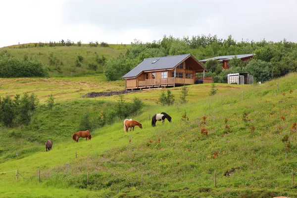Cavalli Islandesi Nella Natura Selvaggia Vista Diurna — Foto Stock