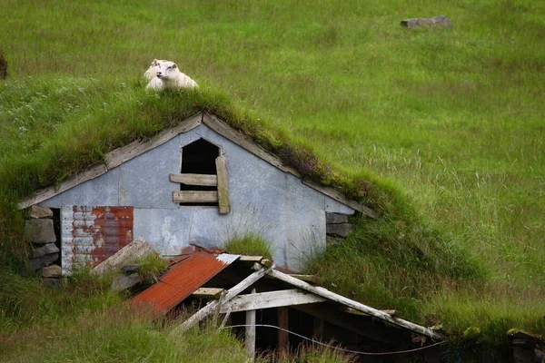 Fårbesättning Som Betar Berg Dagtid — Stockfoto