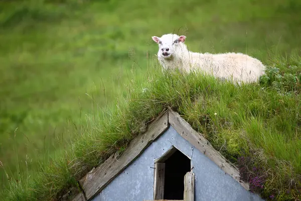Schafe Weiden Tagsüber Den Bergen — Stockfoto
