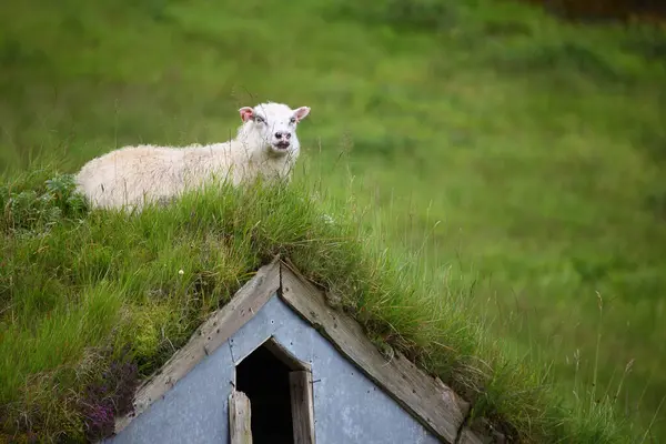 Ovelhas Pastando Nas Montanhas Durante Dia — Fotografia de Stock