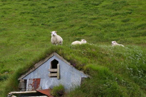 Mandria Pecore Pascolo Montagna Durante Giorno — Foto Stock