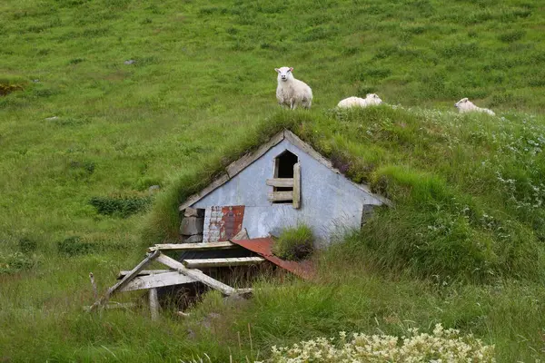 Rebanho Ovinos Pastando Nas Montanhas Durante Dia — Fotografia de Stock