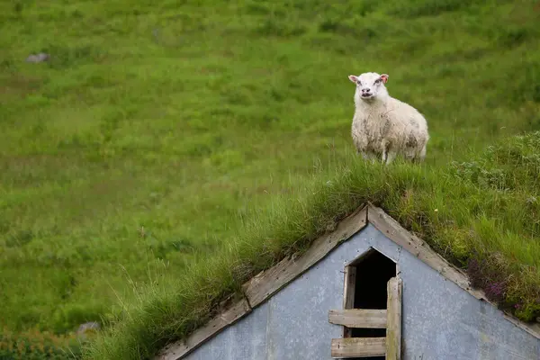 Ovelhas Pastando Nas Montanhas Durante Dia — Fotografia de Stock