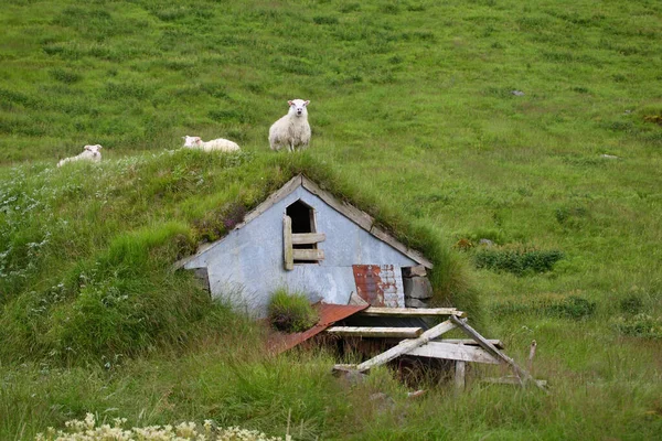 白天成群的羊在山上吃草 — 图库照片