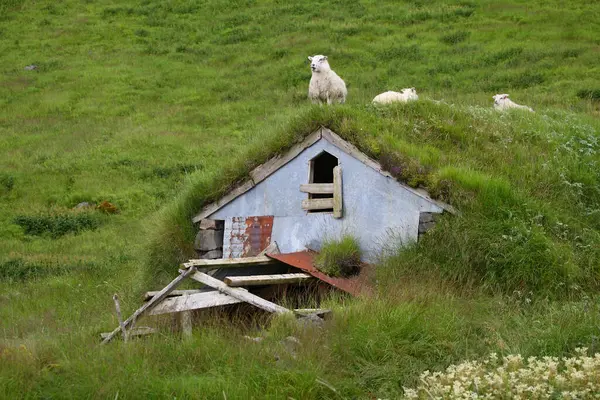 昼間の山で牧草する羊の群れ — ストック写真