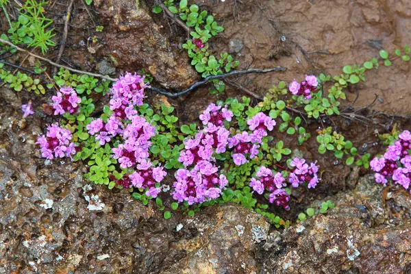 Ängblommor Dagen — Stockfoto