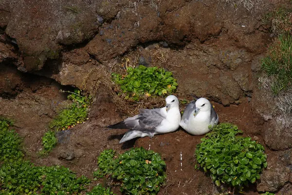 Severní Fulmars Divoké Přírodě — Stock fotografie