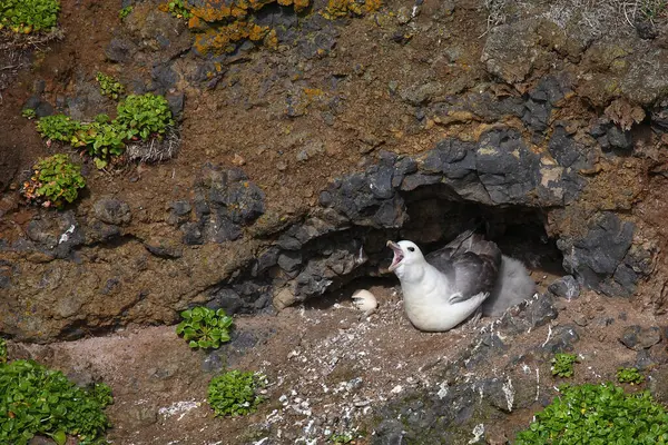 Northern Fulmars Wild Nature — Stock Photo, Image