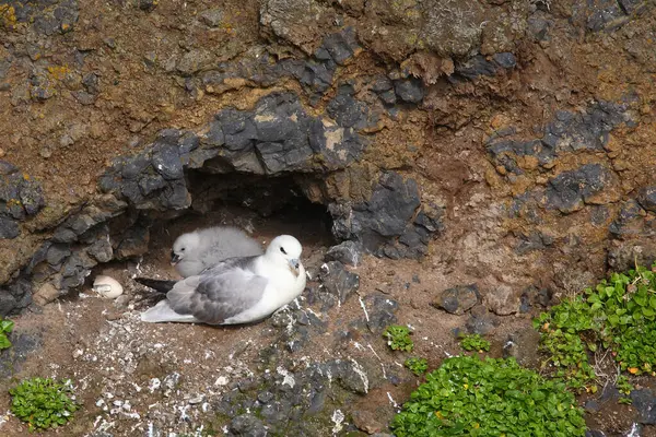 Fulmars Norte Natureza Selvagem — Fotografia de Stock