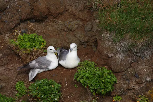 Βόρεια Fulmars Στην Άγρια Φύση — Φωτογραφία Αρχείου