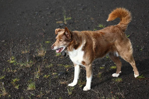 Cute Domestic Dog Wild Nature — Stock Photo, Image