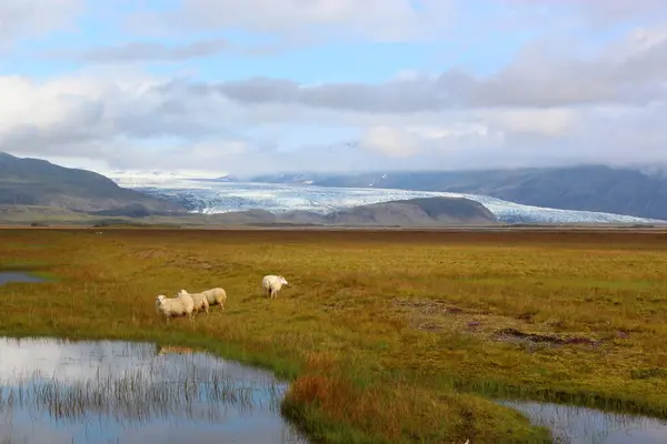 Dagtid Utsikt Över Natursköna Breidamerkurjokull Glacier Island — Stockfoto