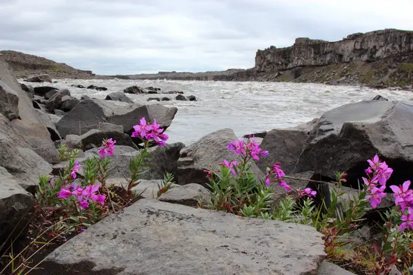 Jokulsa Fjollum Fluss Fließt Zwischen Basaltfelsen Bei Selfoss Und Dettifoss — Stockfoto