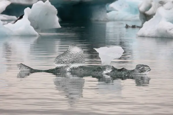 Glacial Lagun Island Islands Turistattraktioner Arktisk Glaciär Havsglaciär — Stockfoto