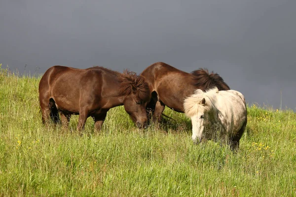 Cavalos Islandeses Natureza Selvagem Vista Diurna — Fotografia de Stock