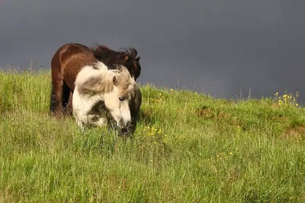 アイスランドの馬 野生の自然 昼間の景色 — ストック写真