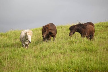 İzlanda atları vahşi doğada, gündüz görüşü 
