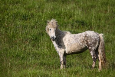 İzlanda atı vahşi doğada, gündüz görüşü 