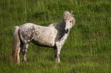 İzlanda atı vahşi doğada, gündüz görüşü 