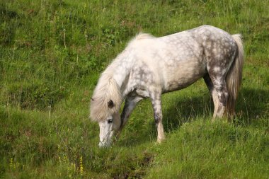 İzlanda atı vahşi doğada, gündüz görüşü 
