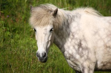 İzlanda atı vahşi doğada, gündüz görüşü 