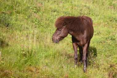 İzlanda atı vahşi doğada, gündüz görüşü 