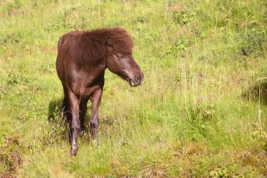 İzlanda atı vahşi doğada, gündüz görüşü 