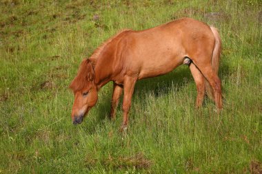 İzlanda atı vahşi doğada, gündüz görüşü 