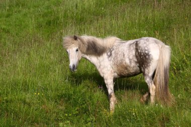 İzlanda atı vahşi doğada, gündüz görüşü 
