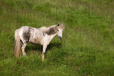 İzlanda atı vahşi doğada, gündüz görüşü 