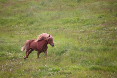 İzlanda atı vahşi doğada, gündüz görüşü 