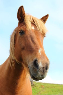 İzlanda atı vahşi doğada, gündüz görüşü 