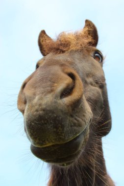 İzlanda atı vahşi doğada, gündüz görüşü 