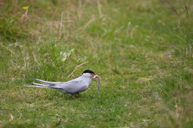 Arktik deniz kırlangıcı vahşi doğada, gündüz vuruşu 