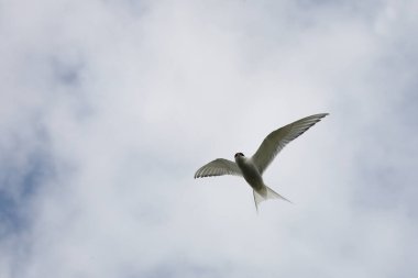 Arktik deniz kırlangıcı vahşi doğada, gündüz vuruşu 