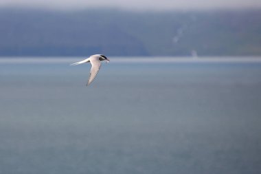 Arktik deniz kırlangıcı vahşi doğada, gündüz vuruşu 