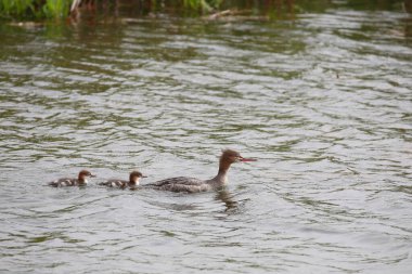Boynuzlu yunus ailesi, podiseps auritus, gündüz vakti nehirde yüzerler. 