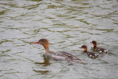Boynuzlu yunus ailesi, podiseps auritus, gündüz vakti nehirde yüzerler. 