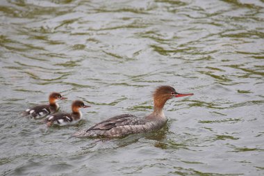 Boynuzlu yunus ailesi, podiseps auritus, gündüz vakti nehirde yüzerler. 
