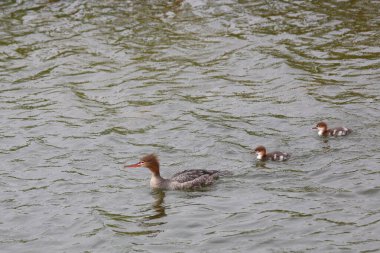 Boynuzlu yunus ailesi, podiseps auritus, gündüz vakti nehirde yüzerler. 