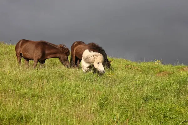 Icelandic Horses Wild Nature Daytime View — Stock Photo, Image