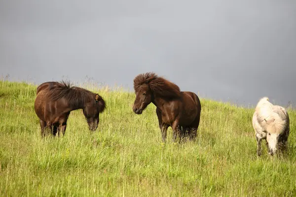 Icelandic Horses Wild Nature Daytime View — Stock Photo, Image