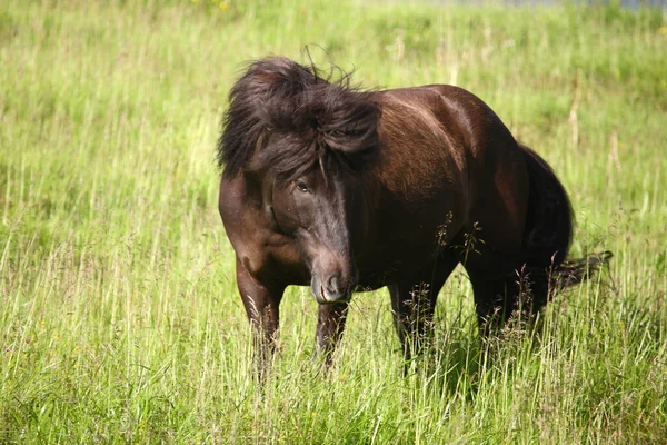 アイスランドの馬 野生の自然 昼間の景色 — ストック写真