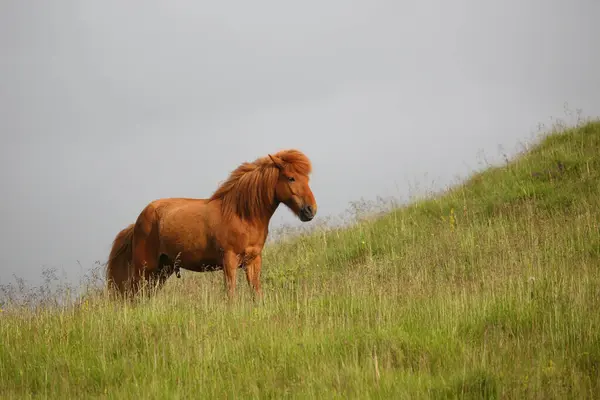 Islandshäst Vid Vild Natur Dagtid Utsikt — Stockfoto